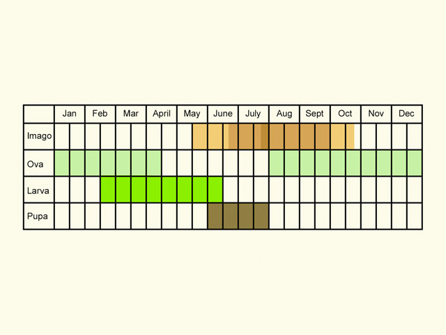  Life stages table Copyright Martin Evans 