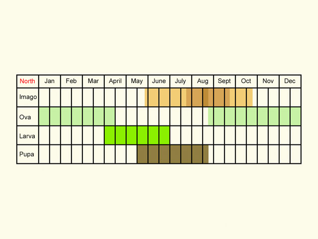 Life stages table Copyright Martin Evans 