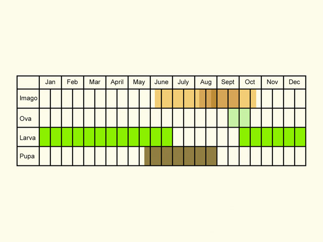  Life stages table Copyright Martin Evans 