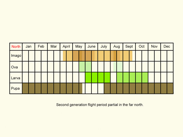  Life stages table Copyright Martin Evans 