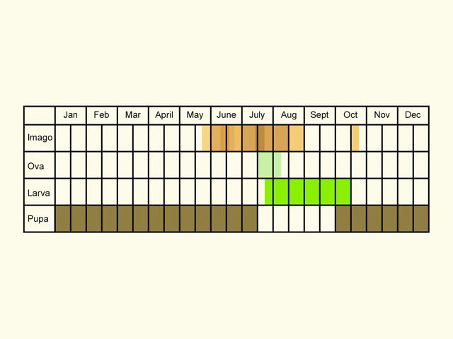  Life stages table Copyright Martin Evans 