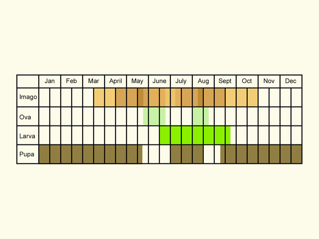  Life stages table Copyright Martin Evans 