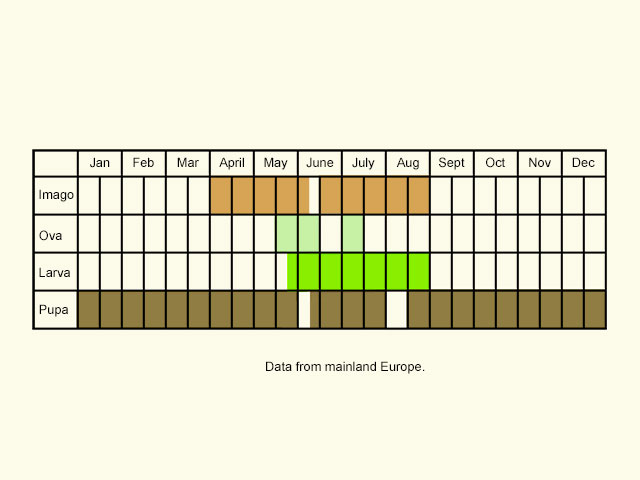  Life stages table Copyright Martin Evans 