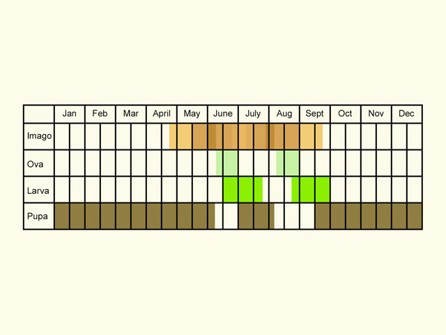  Life stages table Copyright Martin Evans 