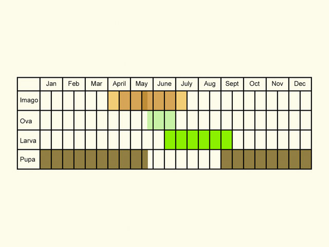  Life stages table Copyright Martin Evans 