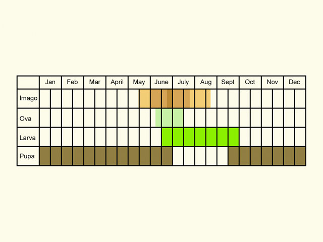  Life stages table Copyright Martin Evans 