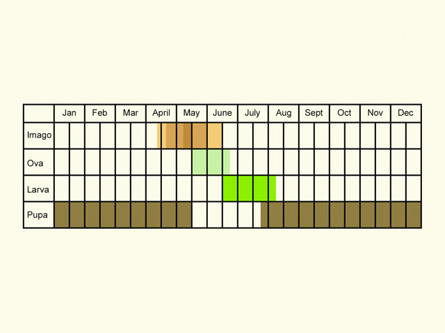  Life stages table Copyright Martin Evans 