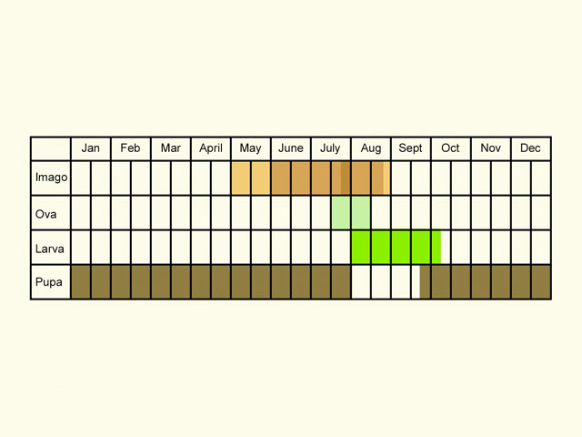  Life stages table Copyright Martin Evans 