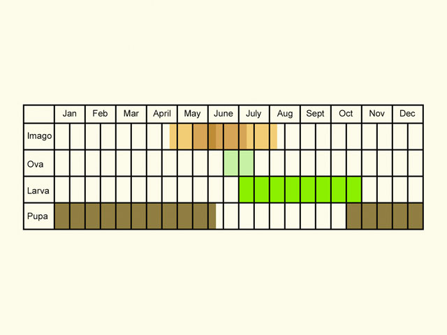  Life stages table Copyright Martin Evans 