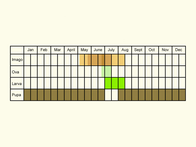  Life stages table Copyright Martin Evans 