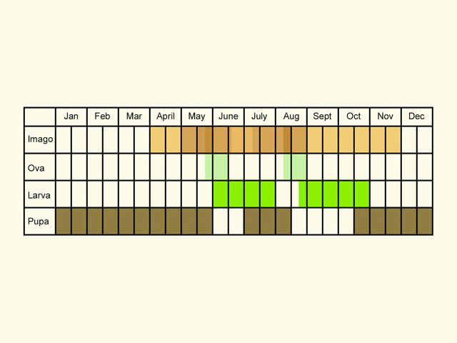  Life stages table Copyright Martin Evans 