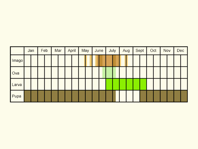  Life stages table Copyright Martin Evans 
