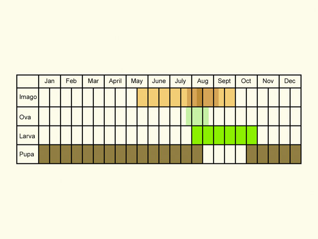  Life stages table Copyright Martin Evans 