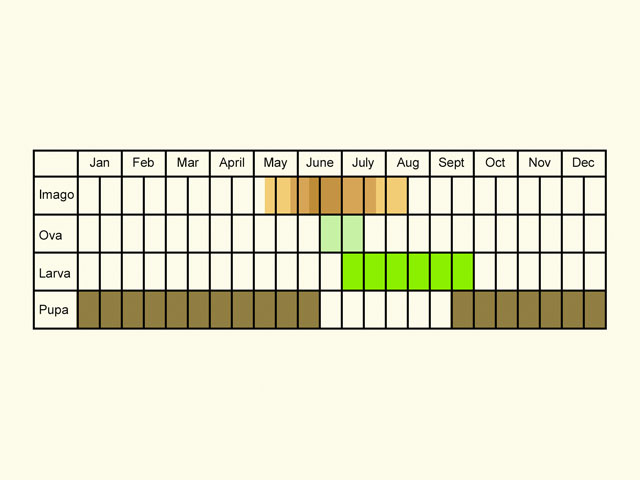  Life stages table Copyright Martin Evans 