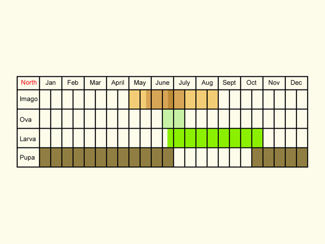  Life stages table Copyright Martin Evans 
