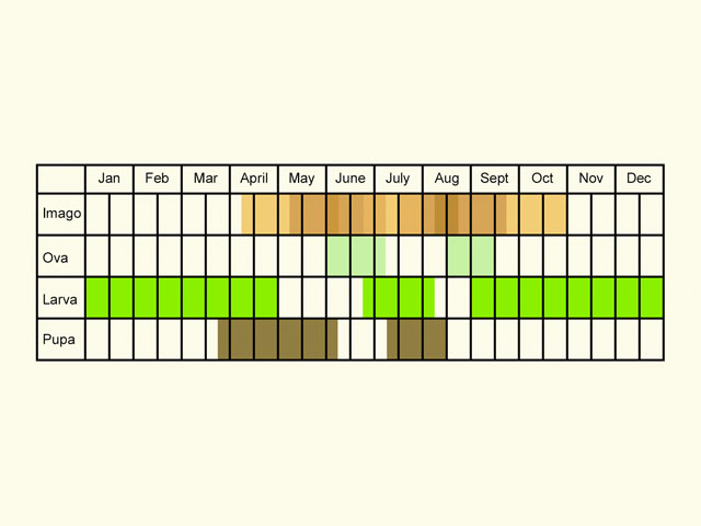  Life stages table Copyright Martin Evans 