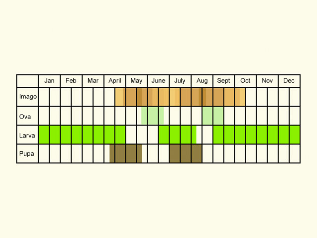  Life stages table Copyright Martin Evans 