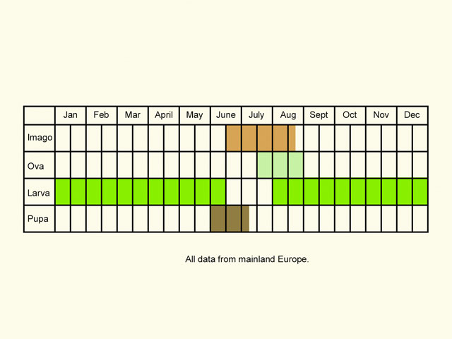 Life stages table Copyright Martin Evans 