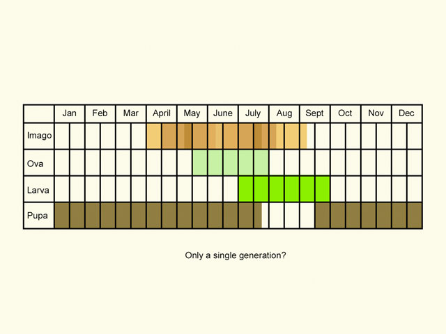  Life stages table Copyright Martin Evans 