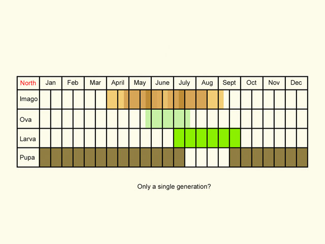  Life stages table Copyright Martin Evans 