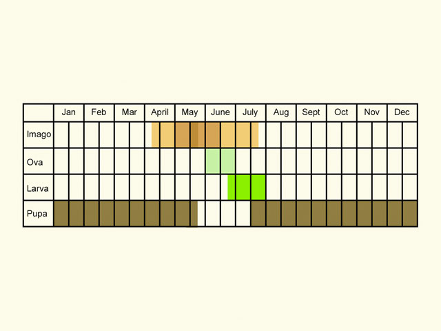  Life stages table Copyright Martin Evans 