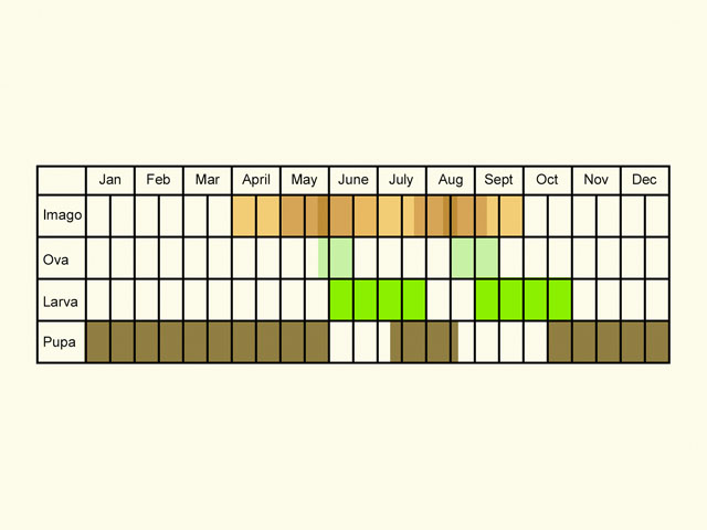  Life stages table Copyright Martin Evans 