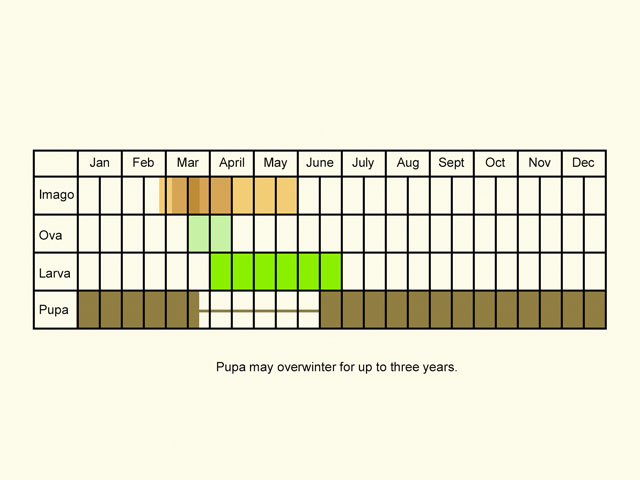  Life stages table Copyright Martin Evans 