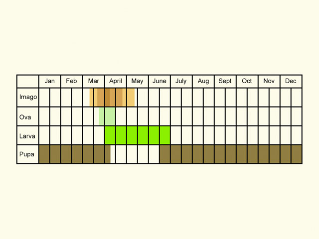  Life stages table Copyright Martin Evans 