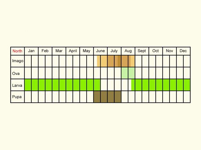  Life stages table Copyright Martin Evans 