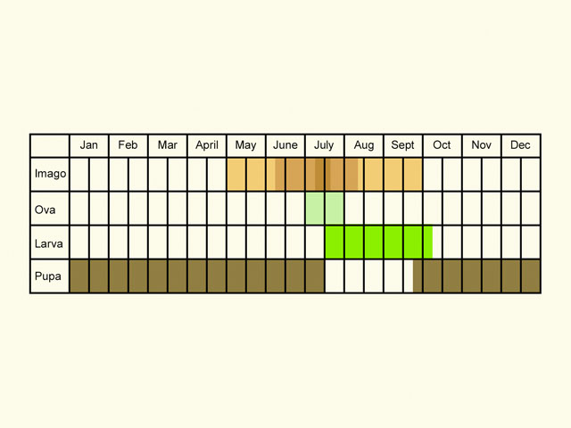  Life stages table Copyright Martin Evans 
