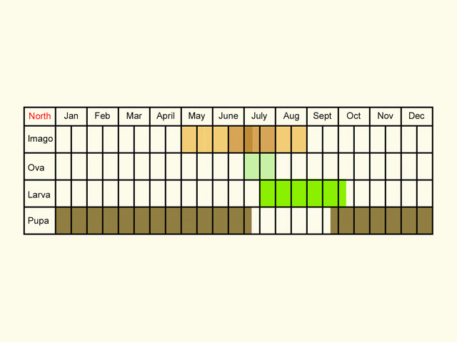  Life stages table Copyright Martin Evans 