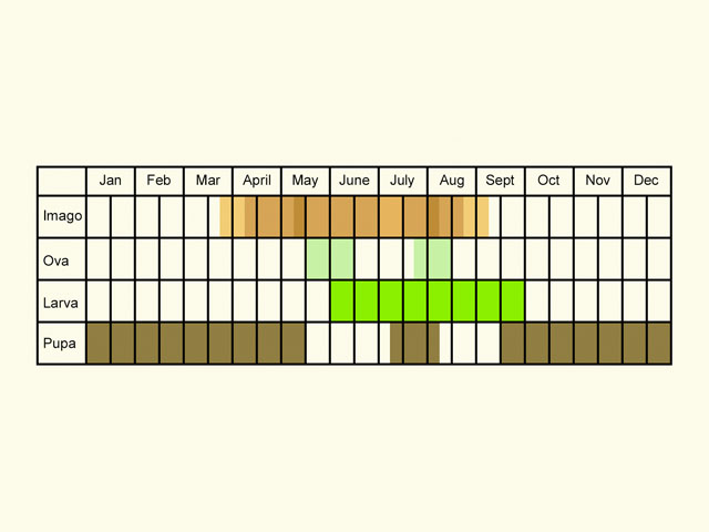  Life stages table Copyright Martin Evans 