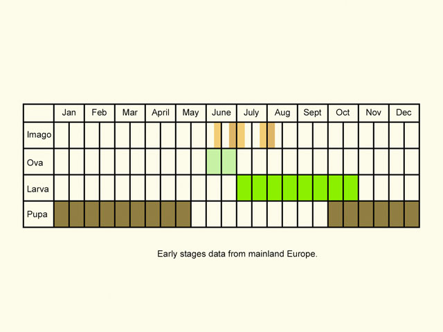  Life stages table Copyright Martin Evans 
