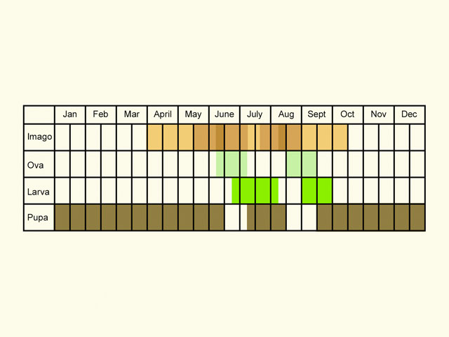  Life stages table Copyright Martin Evans 