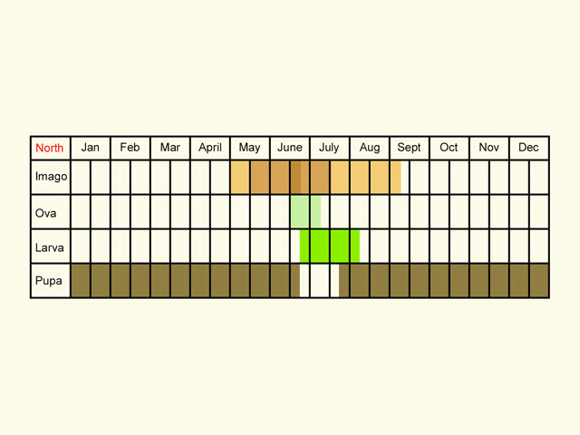  Life stages table Copyright Martin Evans 