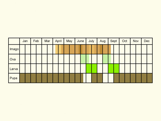  Life stages table Copyright Martin Evans 