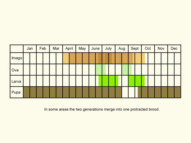  Life stages table Copyright Martin Evans 