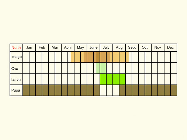  Life stages table Copyright Martin Evans 