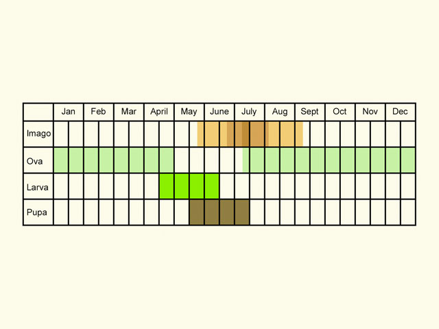  Life stages table Copyright Martin Evans 