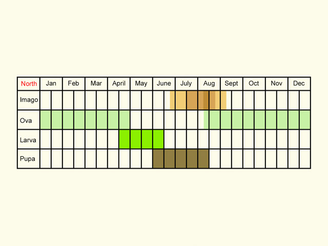  Life stages table Copyright Martin Evans 