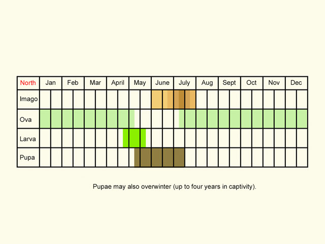  Life stages table Copyright Martin Evans 