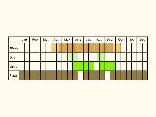  Life stages table Copyright Martin Evans 