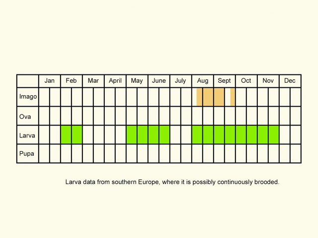  Life stages table Copyright Martin Evans 