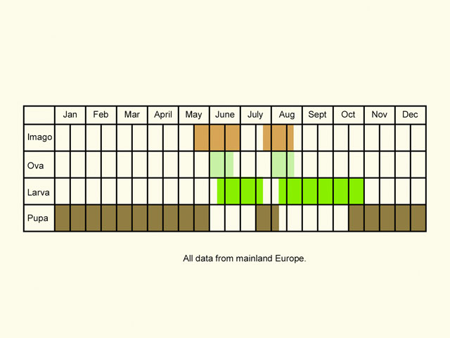  Life stages table Copyright Martin Evans 