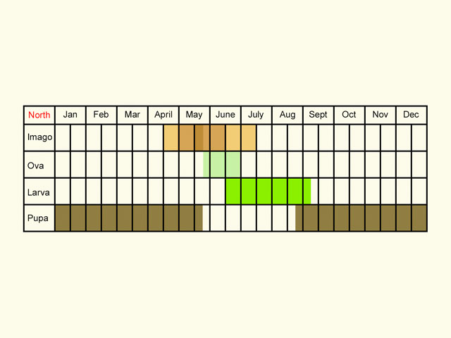  Life stages table Copyright Martin Evans 