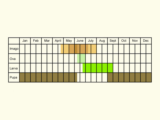  Life stages table Copyright Martin Evans 