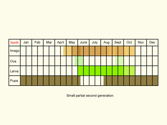  Life stages table Copyright Martin Evans 