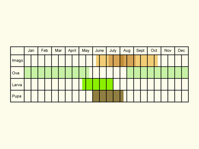  Life stages table Copyright Martin Evans 