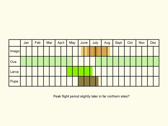  Life stages table Copyright Martin Evans 