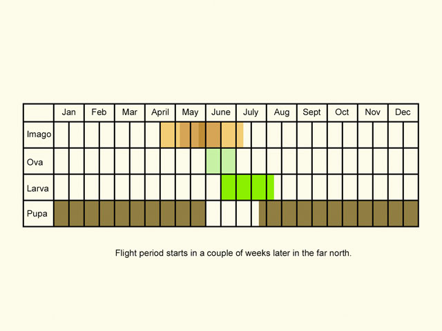  Life stages table Copyright Martin Evans 